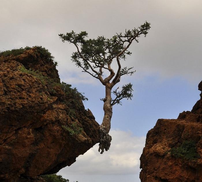 23 fotos dramáticas que mostram que a natureza sempre vence 14