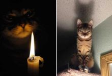 27 provas de que os gatos são demônios 13
