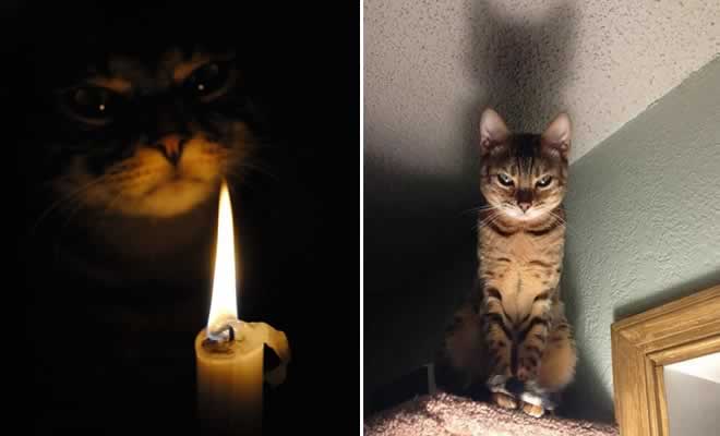 27 provas de que os gatos são demônios