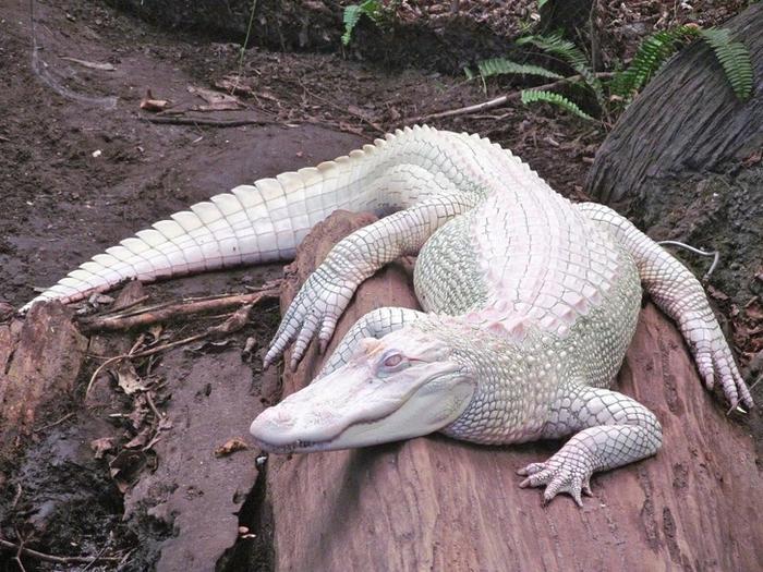 25 animais albinos que são tão reais quanto a sua vida 1