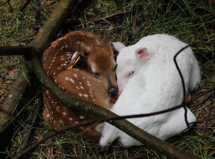 25 animais albinos que são tão reais quanto a sua vida 2