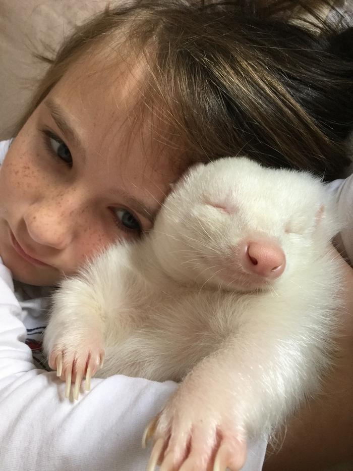 25 animais albinos que são tão reais quanto a sua vida 6