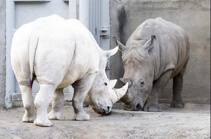 25 animais albinos que são tão reais quanto a sua vida 8