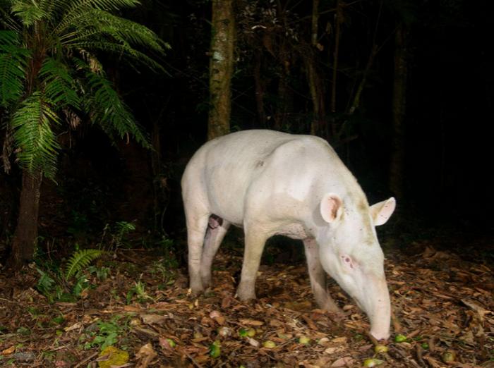 25 animais albinos que são tão reais quanto a sua vida 14