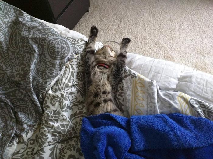 20 gatos desajeitados que adormeceram em maneiras loucas 7