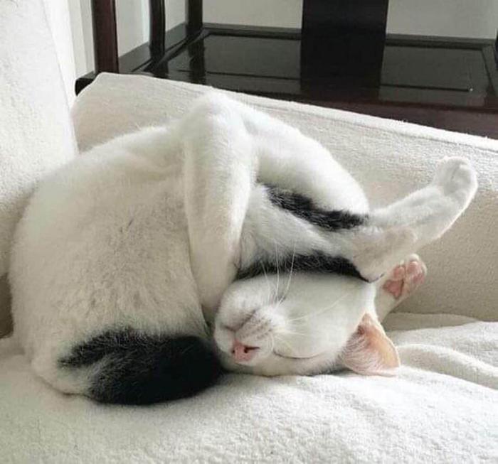 20 gatos desajeitados que adormeceram em maneiras loucas 8