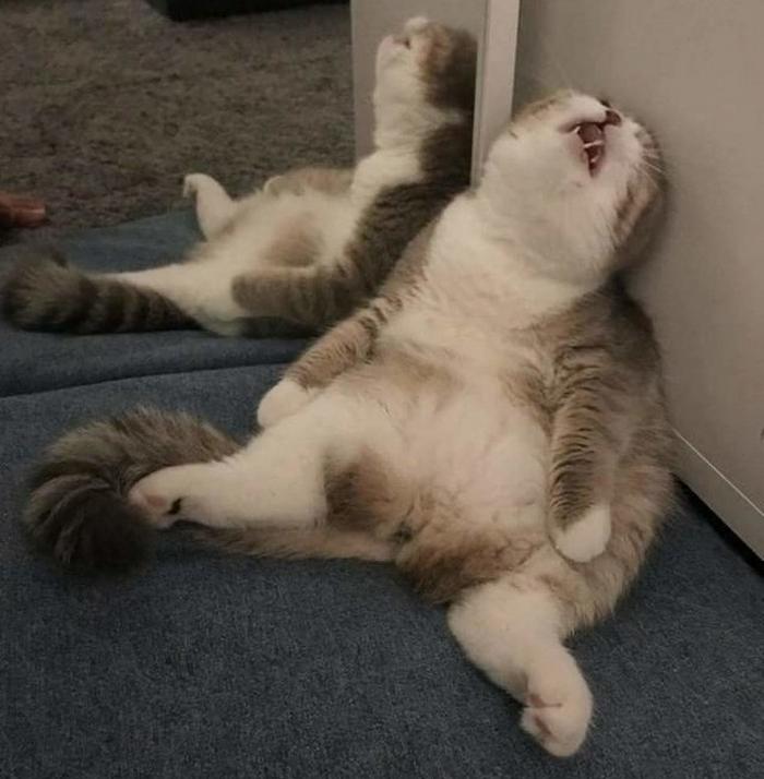 20 gatos desajeitados que adormeceram em maneiras loucas 9