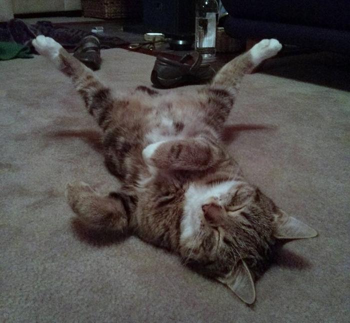 20 gatos desajeitados que adormeceram em maneiras loucas 11