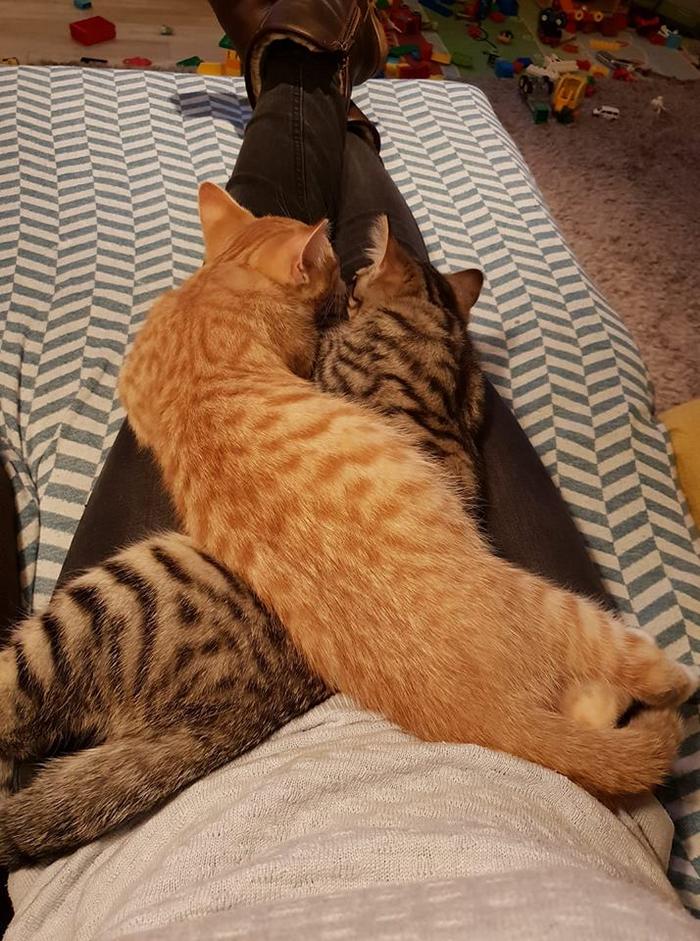 20 gatos desajeitados que adormeceram em maneiras loucas 12