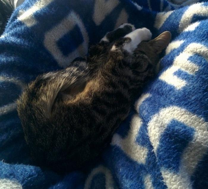 20 gatos desajeitados que adormeceram em maneiras loucas 13
