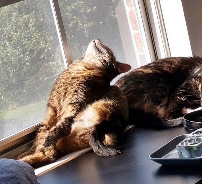 20 gatos desajeitados que adormeceram em maneiras loucas 14