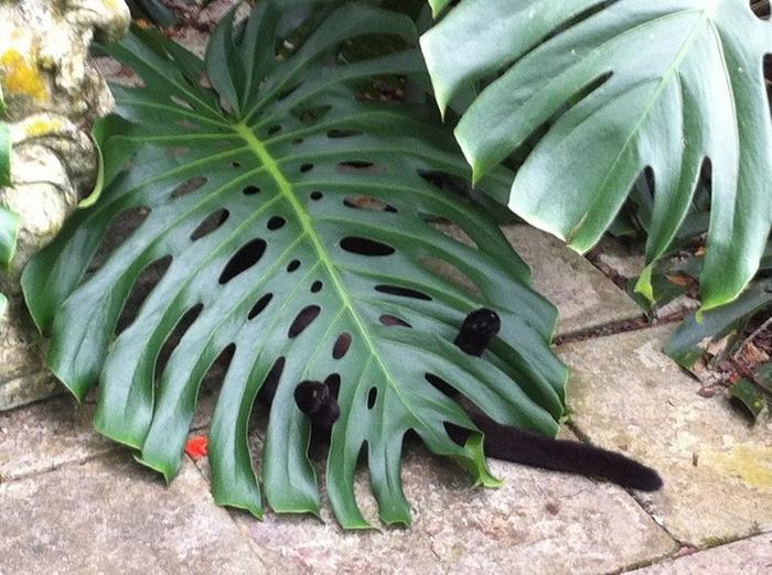 20 gatos desajeitados que adormeceram em maneiras loucas 16