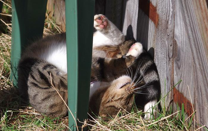 20 gatos desajeitados que adormeceram em maneiras loucas 17