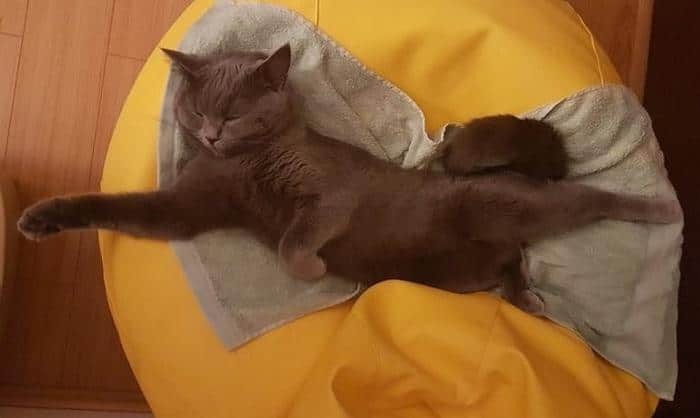 20 gatos desajeitados que adormeceram em maneiras loucas 18