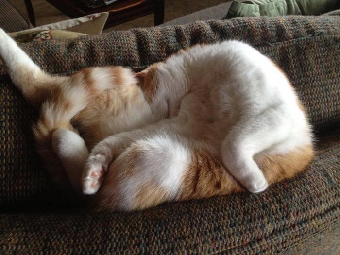 20 gatos desajeitados que adormeceram em maneiras loucas 20