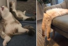 20 gatos desajeitados que adormeceram em maneiras loucas 5