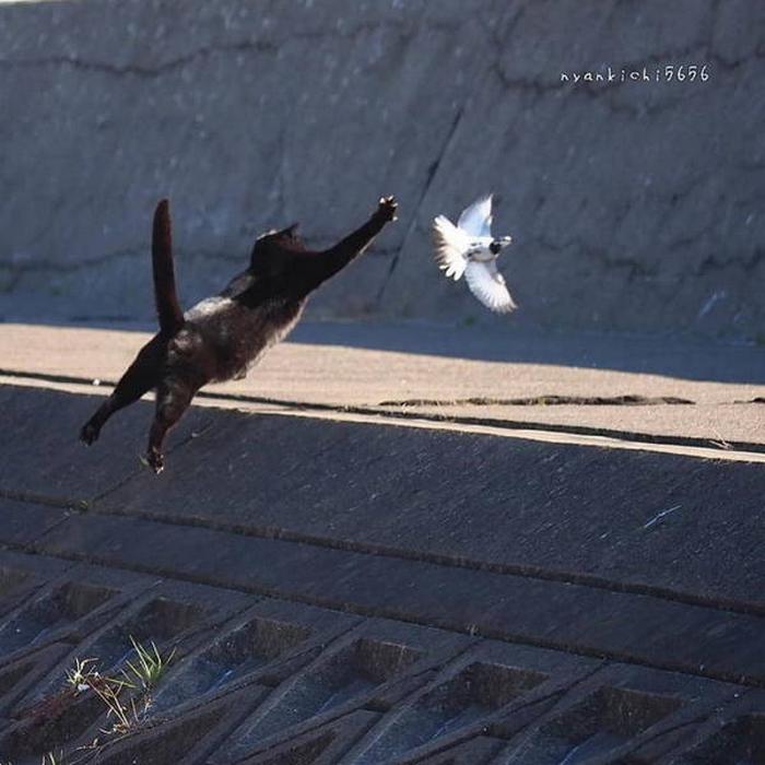 O momento é a chave da foto perfeita (26 fotos) 6