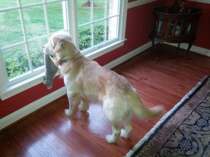 23 adoráveis animais de estimação que estão esperando seus donos 1