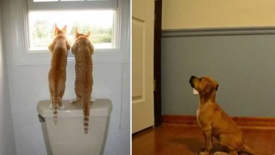 23 adoráveis animais de estimação que estão esperando seus donos 6