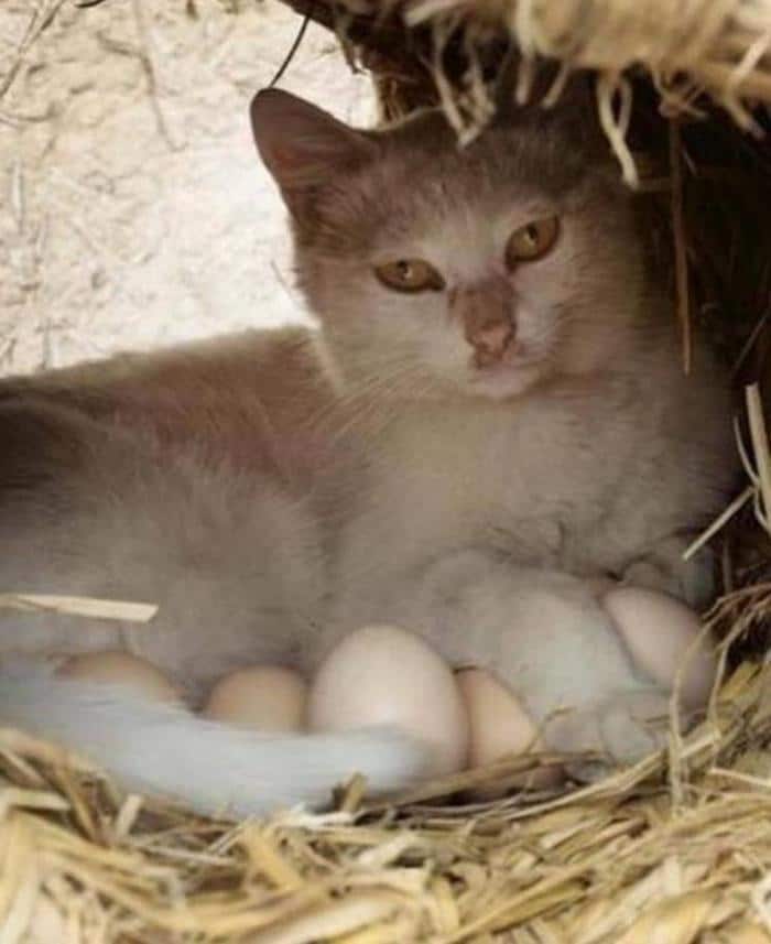 31 fotos que não pode ser explicadas 29