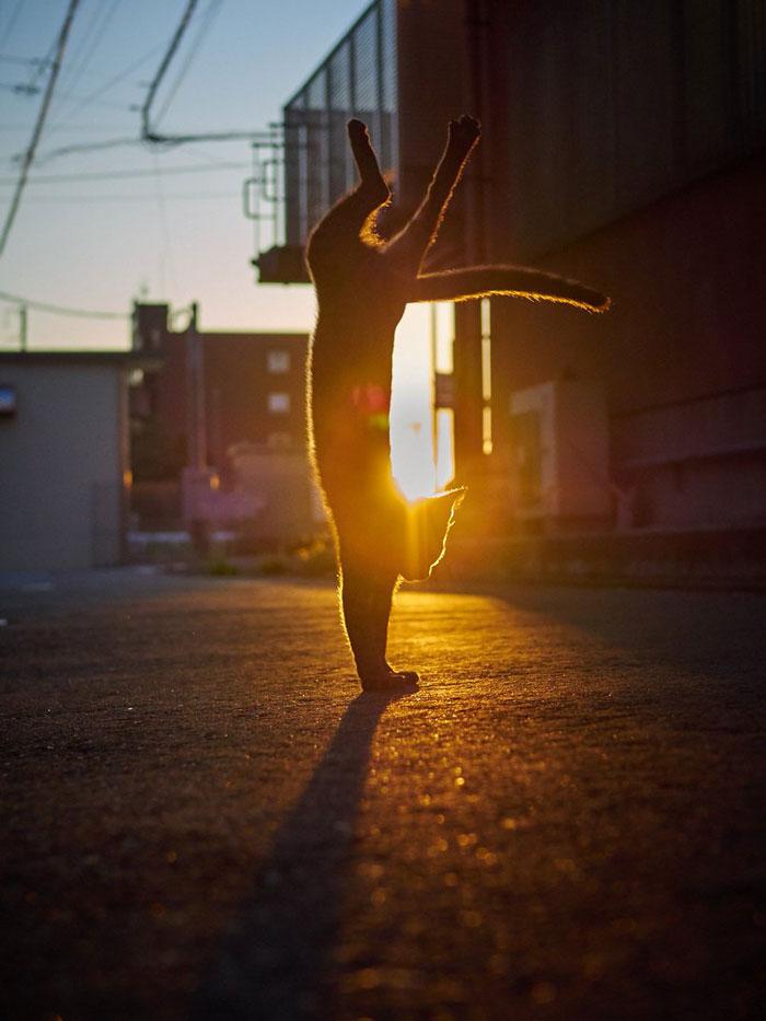 36 das mais divertidas fotos de gatos dançando 1