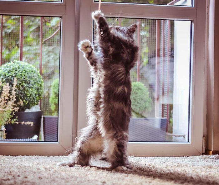 36 das mais divertidas fotos de gatos dançando 4