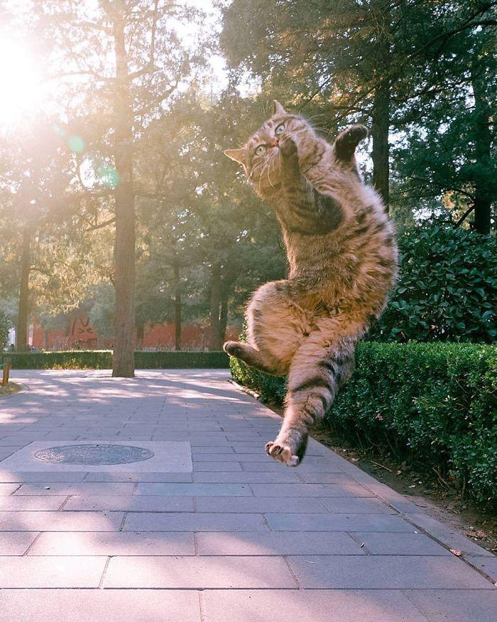 36 das mais divertidas fotos de gatos dançando 10