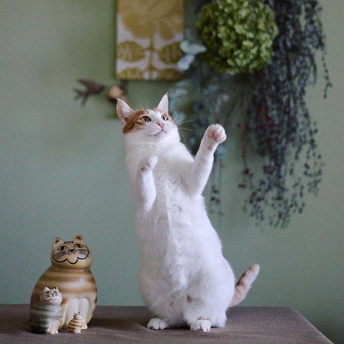 36 das mais divertidas fotos de gatos dançando 11