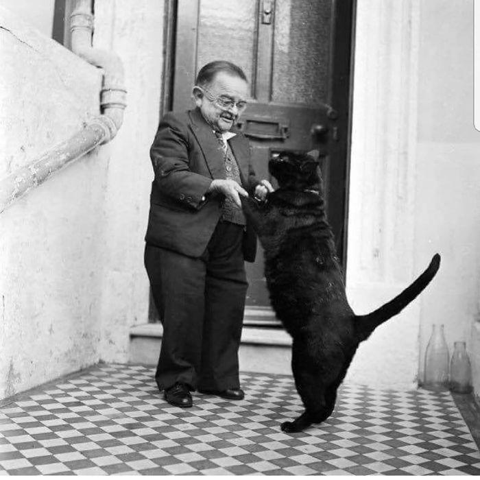 36 das mais divertidas fotos de gatos dançando 12