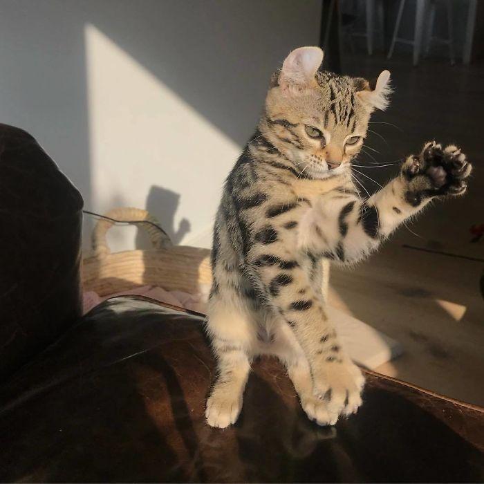 36 das mais divertidas fotos de gatos dançando 15