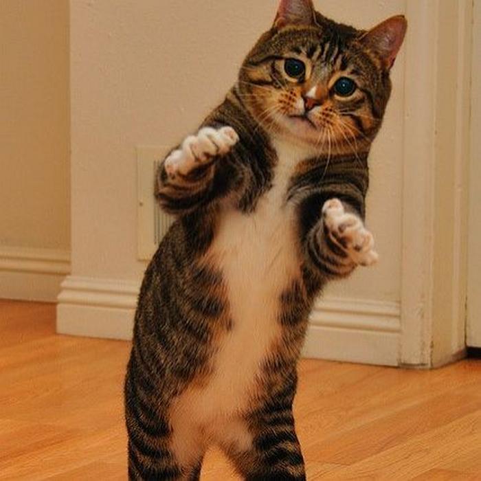 36 das mais divertidas fotos de gatos dançando 16