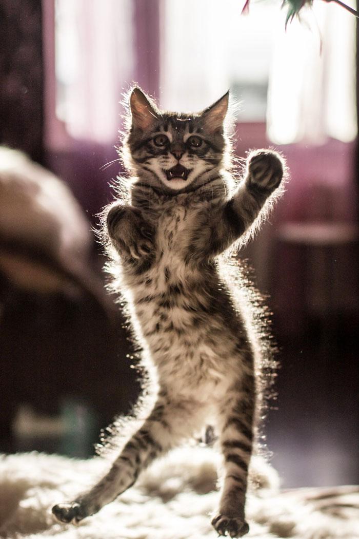36 das mais divertidas fotos de gatos dançando 21