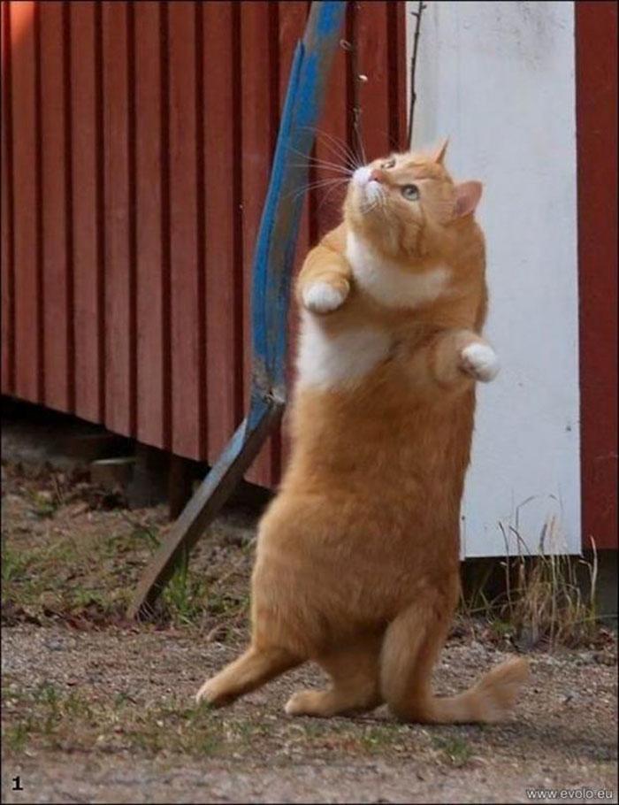 36 das mais divertidas fotos de gatos dançando 24
