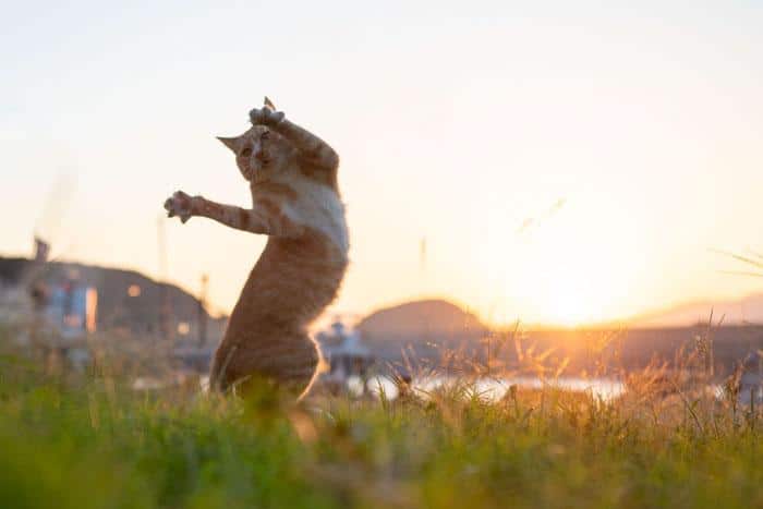 36 das mais divertidas fotos de gatos dançando 25