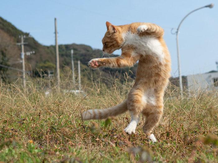 36 das mais divertidas fotos de gatos dançando 26