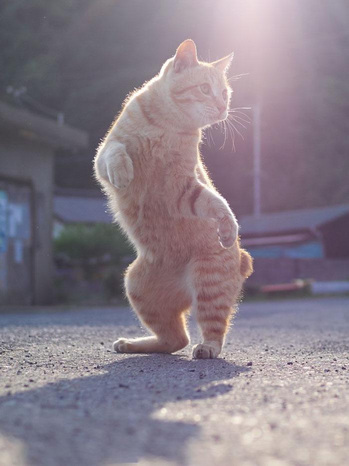 36 das mais divertidas fotos de gatos dançando 29