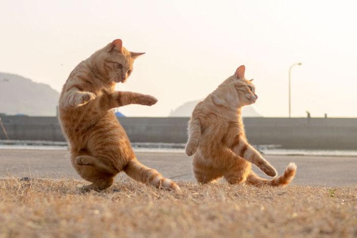 36 das mais divertidas fotos de gatos dançando 29