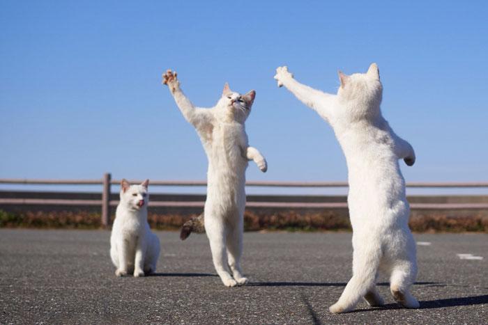 36 das mais divertidas fotos de gatos dançando 31