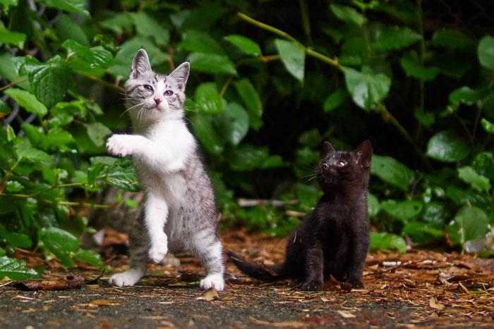 36 das mais divertidas fotos de gatos dançando 36