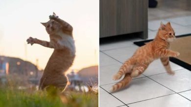 36 das mais divertidas fotos de gatos dançando 29