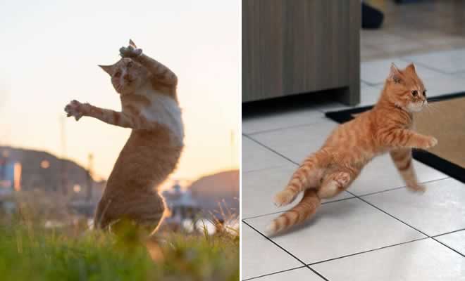 36 das mais divertidas fotos de gatos dançando 2