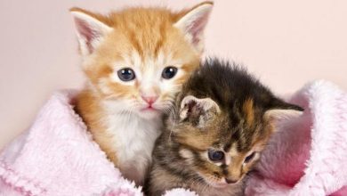 10 motivos para adotar dois gatos ao invés de um 11