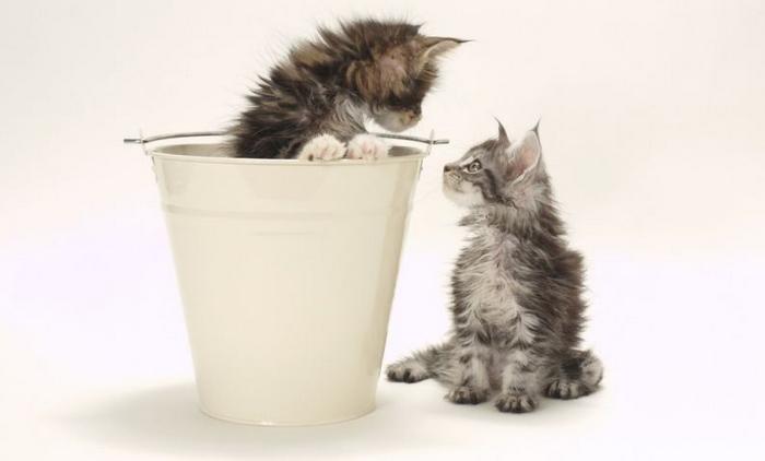 10 motivos para adotar dois gatos ao invés de um 4