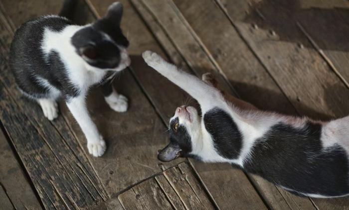 10 motivos para adotar dois gatos ao invés de um 5