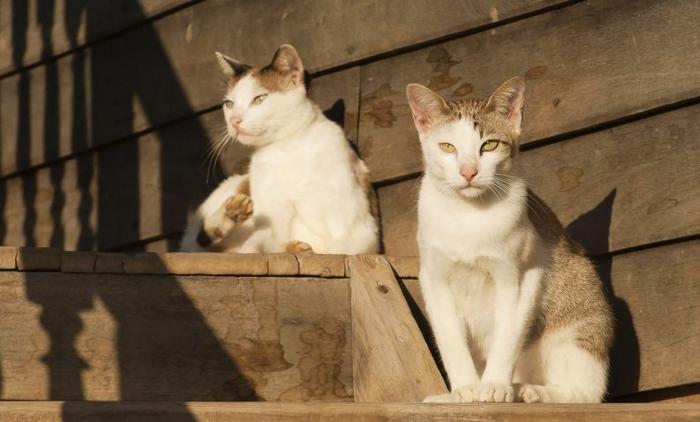 10 motivos para adotar dois gatos ao invés de um 6