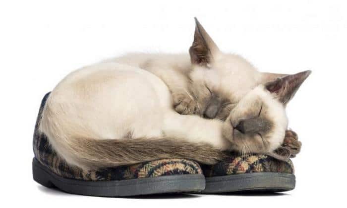 10 motivos para adotar dois gatos ao invés de um 7