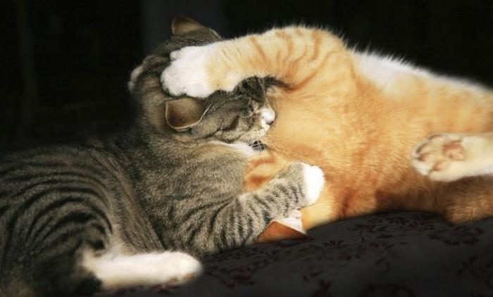 10 motivos para adotar dois gatos ao invés de um 8