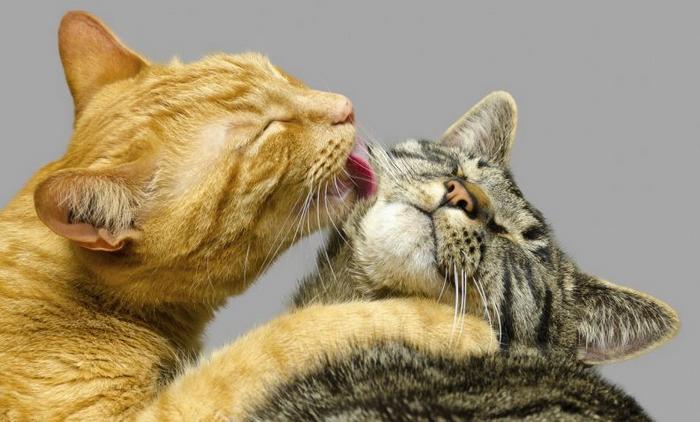 10 motivos para adotar dois gatos ao invés de um 10