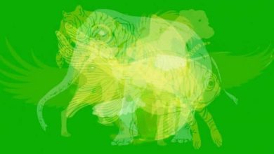 O primeiro animal que você enxergar revelará suas características mais intensas 10