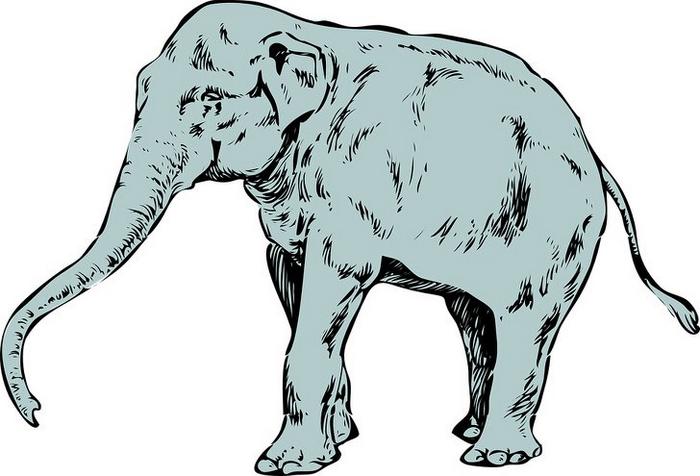 O primeiro animal que você enxergar revelará suas características mais intensas - primeiro animal O primeiro animal que você enxergar revelará suas características mais intensas
